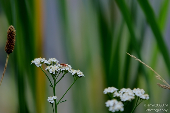 Bugs_on_a_white_umbel_bloom_Flower_Photography_Macro_Photography_Canon_EOS_R5_Mark_II_2025_011.JPG