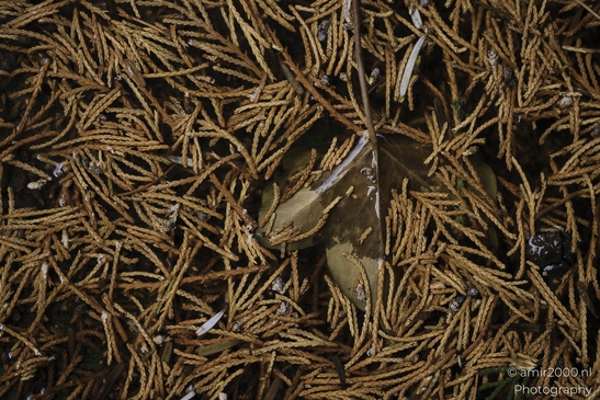A camouflaged spider in a pine needle forest floor, blending with its surroundings in Nature - image from year 2025 #001