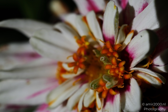 A close-up macro shot highlighting the delicate structure of a Zinnia flower with white and pink - image from year 2025 #001