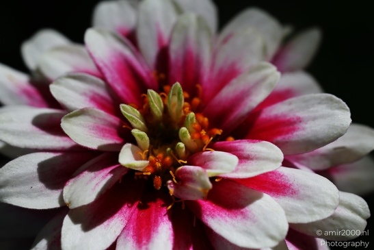 A vibrant closeup of a Zinnia flower with pink and white petals. - image from year 2025 #002