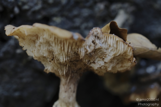 A close-up of a brown Cantharellus mushroom with torn cap and gill ridges in the woods. - image from year 2025 #001