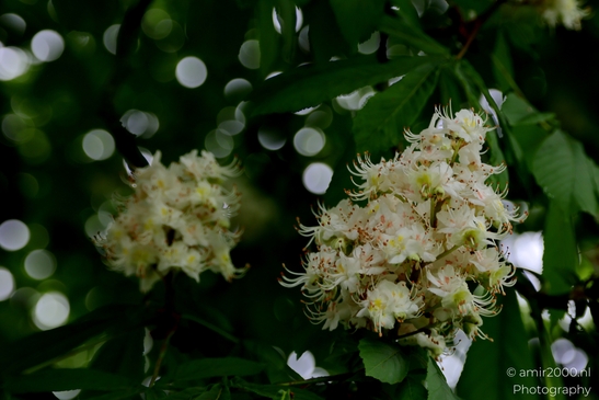 Cherry_Blossoms_Flowering_Trees_spring_Flower_Photography_Macro_Photography_Canon_EOS_R5_Mark_II_2025_001.JPG