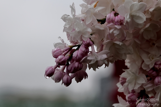 Cherry_Blossoms_Flowering_Trees_spring_Flower_Photography_Macro_Photography_Canon_EOS_R5_Mark_II_2025_004.JPG