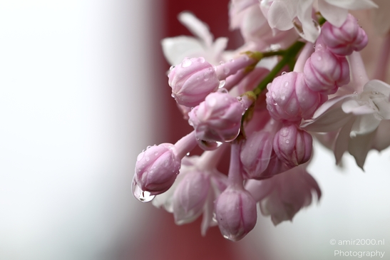 Cherry_Blossoms_Flowering_Trees_spring_Flower_Photography_Macro_Photography_Canon_EOS_R5_Mark_II_2025_005.JPG