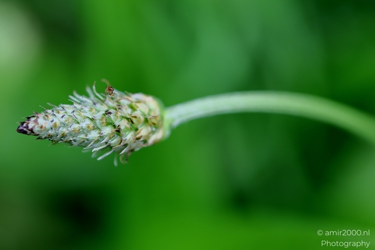 Close_Up_Of_A_Plants_Flower_Flower_Photography_Macro_Photography_Canon_EOS_R5_Mark_II_2025_001.JPG