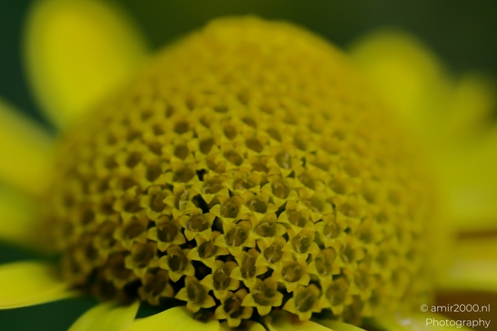 Close_Up_Of_Dandelion_Seed_Head_Flower_Photography_Macro_Photography_Canon_EOS_R5_Mark_II_2025_001.JPG