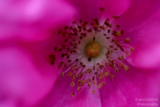 Close_Up_Pink_Blossom_Flower_Photography_Macro_Photography_Canon_EOS_R5_Mark_II_2025_001.JPG