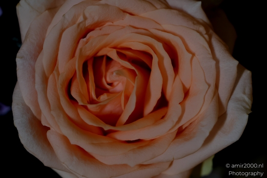 Close_up_Peach_Rose_Bloom_Flower_Photography_Macro_Photography_Canon_EOS_R5_Mark_II_2025_001.JPG