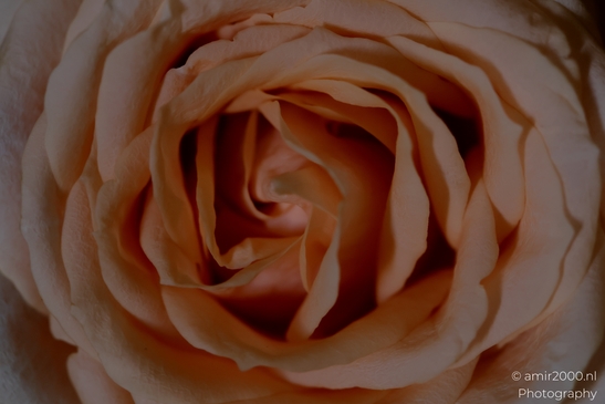Close_up_Peach_Rose_Bloom_Flower_Photography_Macro_Photography_Canon_EOS_R5_Mark_II_2025_002.JPG