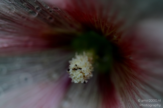 Close_up_hollyhock_stamen_Flower_Photography_Macro_Photography_Canon_EOS_R5_Mark_II_2025_001.JPG