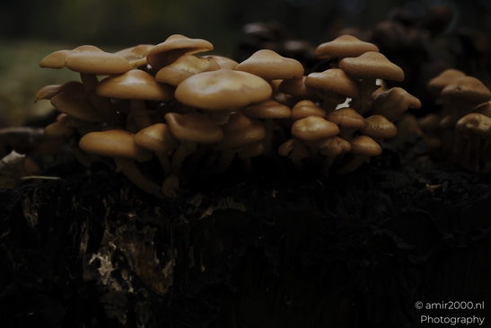 Cluster_of_tan_mushrooms_on_mossy_stump_after_rain_Mycography_macro_Photography_Canon_EOS_R5_Mark_II_2025_001.JPG