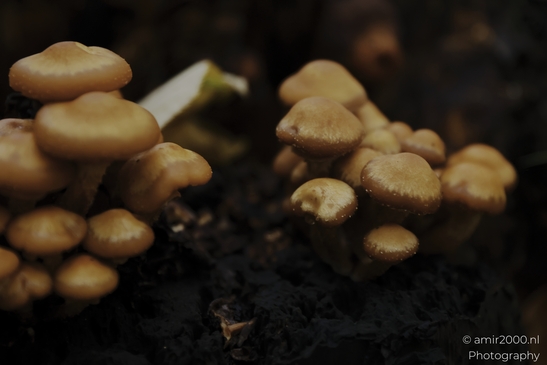 Cluster_of_tan_mushrooms_on_mossy_stump_after_rain_Mycography_macro_Photography_Canon_EOS_R5_Mark_II_2025_002.JPG