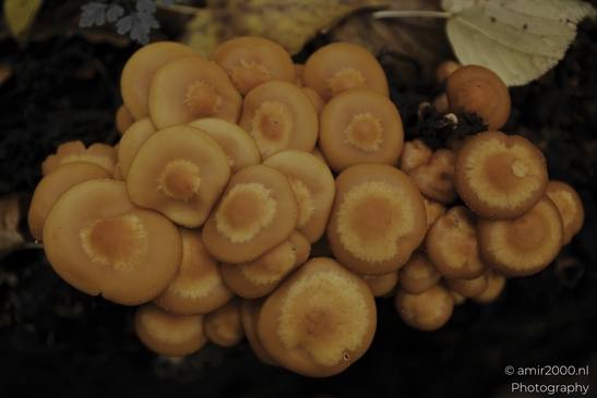 Cluster_of_tan_mushrooms_on_mossy_stump_after_rain_Mycography_macro_Photography_Canon_EOS_R5_Mark_II_2025_003.JPG