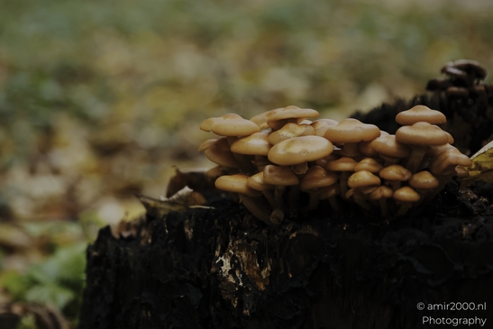 Cluster_of_tan_mushrooms_on_mossy_stump_after_rain_Mycography_macro_Photography_Canon_EOS_R5_Mark_II_2025_005.JPG