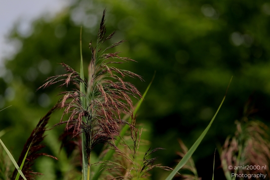 Common_reed_Phragmites_panicles_with_purple_tinge_Flower_Photography_Macro_Photography_Canon_EOS_R5_Mark_II_2025_001.JPG