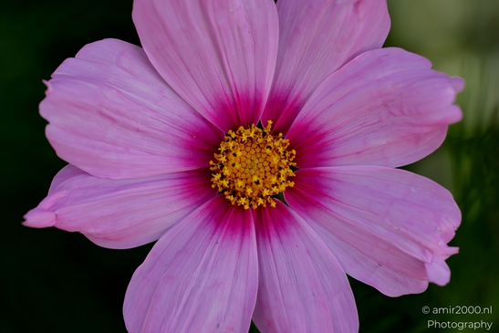 Cosmos_Bipinnatus_Closeup_Flower_Photography_Macro_Photography_Canon_EOS_R5_Mark_II_2025_001.JPG