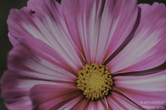 Cosmos_pink_and_white_petals_with_bright_yellow_disk_Flower_Photography_Macro_Photography_Canon_EOS_R5_Mark_II_2025_001.JPG