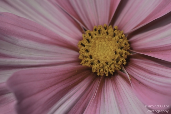 A close-up of a cosmos flower in full bloom, showcasing its vibrant pink petals and bright - image from year 2025 #002