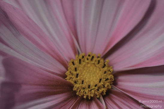 A close-up of a cosmos flower in full bloom, showcasing its pink and white petals with a bright - image from year 2025 #003