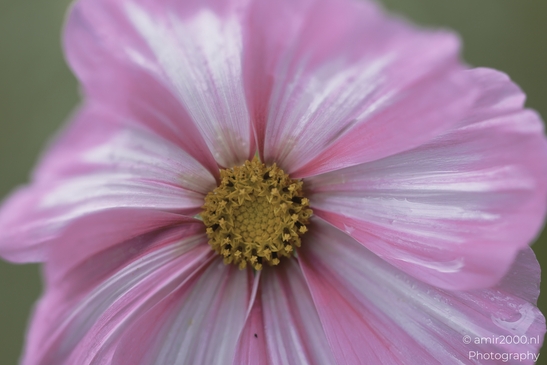 A vibrant cosmos flower in full bloom, showcasing its pink petals and bright yellow center in - image from year 2025 #004