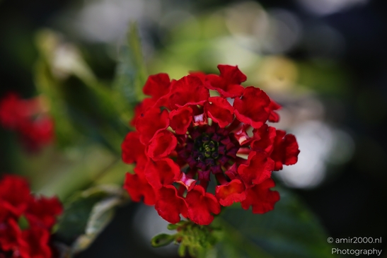 A close-up of a striking red lantana with intricate petals and green foliage in the background. - image from year 2025 #001