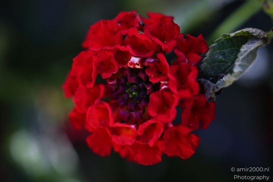 A vibrant red flowering plant with green foliage in focus against a blurred background. - image from year 2025 #002