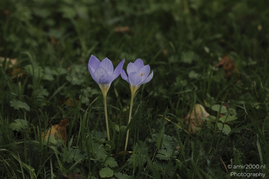 Crocus_Flowers_In_Green_Grass_With_Yellow_Stamen_Details_Flower_Photography_macro_Photography_Canon_EOS_R5_Mark_II_2025_001.JPG