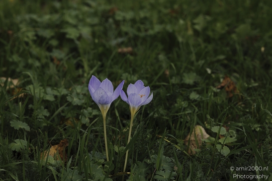 Crocus_Flowers_In_Green_Grass_With_Yellow_Stamen_Details_Flower_Photography_macro_Photography_Canon_EOS_R5_Mark_II_2025_002.JPG