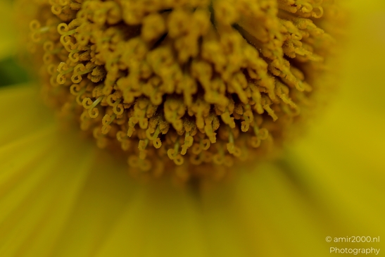 Curled_yellow_florets_forming_an_abstract_Helenium_close_up_Flower_Photography_Macro_Photography_Canon_EOS_R5_Mark_II_2025_001.JPG