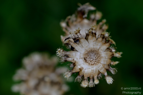 Dandelion_Seed_Head_Flower_Photography_Macro_Photography_Canon_EOS_R5_Mark_II_2025_001.JPG