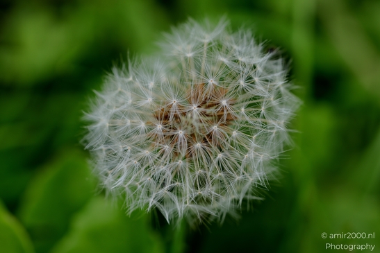 Dandelion_Seed_Head_Flower_Photography_Macro_Photography_Canon_EOS_R5_Mark_II_2025_002.JPG