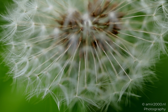 Dandelion_Seed_Head_Flower_Photography_Macro_Photography_Canon_EOS_R5_Mark_II_2025_003.JPG
