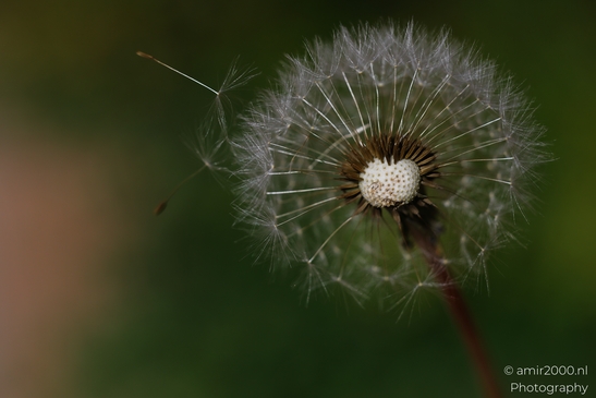 Dandelion seed head with delicate white parachutes and brown stems in Flower Photography. - image from year 2025 #001