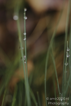Dew_On_A_Leaf_Botany_And_Entomology_Flower_Photography_macro_Photography_Canon_EOS_R5_Mark_II_2025_003.JPG