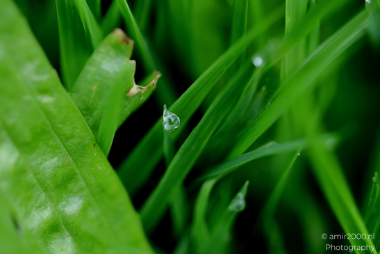 Dewdrops_On_Grass_Flower_Photography_Macro_Photography_Canon_EOS_R5_Mark_II_2025_001.JPG