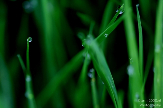 Dewdrops_On_Grass_Flower_Photography_Macro_Photography_Canon_EOS_R5_Mark_II_2025_002.JPG