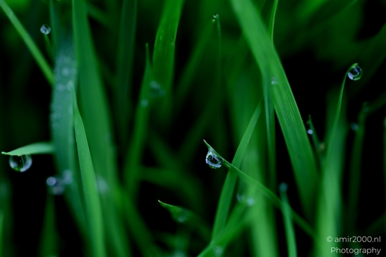 Dewdrops_On_Grass_Flower_Photography_Macro_Photography_Canon_EOS_R5_Mark_II_2025_003.JPG