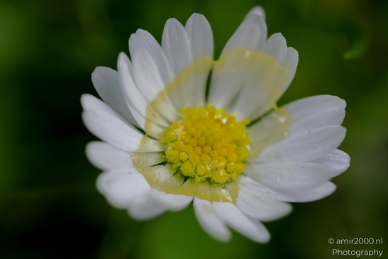 Dewy_Daisy_In_Focus_Flower_Photography_Macro_Photography_Canon_EOS_R5_Mark_II_2025_001.JPG