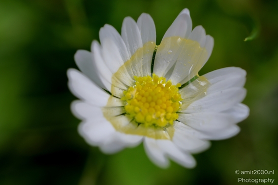 Dewy_Daisy_In_Focus_Flower_Photography_Macro_Photography_Canon_EOS_R5_Mark_II_2025_002.JPG