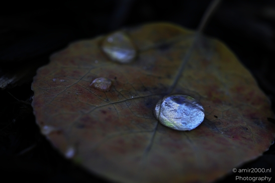 A close-up of a leaf with shiny water droplets reflecting light. - image from year 2025 #002