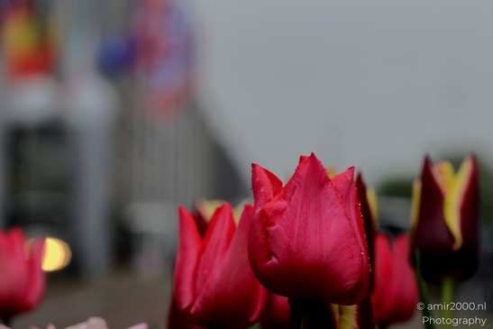 Dutch_Tulips_in_a_rainy_day_raindrops_Flower_Photography_Macro_Photography_Canon_EOS_R5_Mark_II_2025_002.JPG