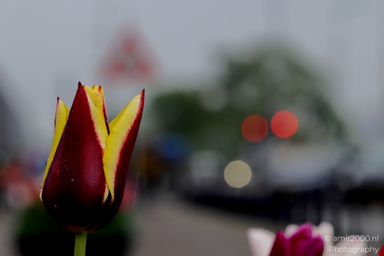 Dutch_Tulips_in_a_rainy_day_raindrops_Flower_Photography_Macro_Photography_Canon_EOS_R5_Mark_II_2025_004.JPG