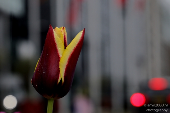 Dutch_Tulips_in_a_rainy_day_raindrops_Flower_Photography_Macro_Photography_Canon_EOS_R5_Mark_II_2025_005.JPG
