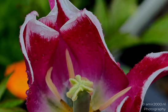 Dutch_Tulips_in_a_rainy_day_raindrops_Flower_Photography_Macro_Photography_Canon_EOS_R5_Mark_II_2025_008.JPG