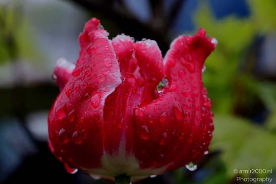 Dutch_Tulips_in_a_rainy_day_raindrops_Flower_Photography_Macro_Photography_Canon_EOS_R5_Mark_II_2025_009.JPG