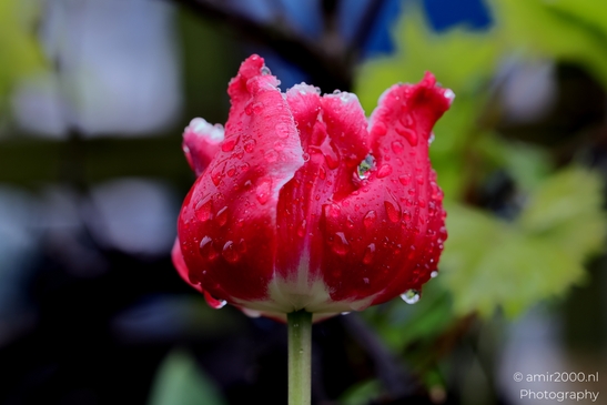 Dutch_Tulips_in_a_rainy_day_raindrops_Flower_Photography_Macro_Photography_Canon_EOS_R5_Mark_II_2025_010.JPG