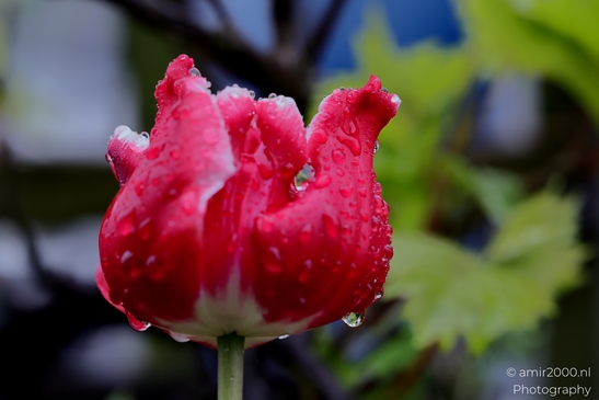 Dutch_Tulips_in_a_rainy_day_raindrops_Flower_Photography_Macro_Photography_Canon_EOS_R5_Mark_II_2025_013.JPG