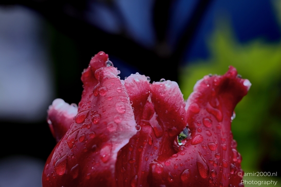 Dutch_Tulips_in_a_rainy_day_raindrops_Flower_Photography_Macro_Photography_Canon_EOS_R5_Mark_II_2025_014.JPG