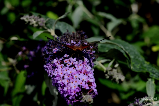European_Peacock_on_a_Butterfly_Bush_Animal_Photography_Macro_Photography_Canon_EOS_R5_Mark_II_2025_001.JPG