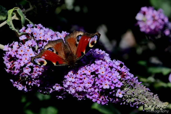 European_Peacock_on_a_Butterfly_Bush_Animal_Photography_Macro_Photography_Canon_EOS_R5_Mark_II_2025_002.JPG